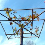 Ambrovník styraxový (Liquidambar Styraciflua) - STRECHA - výška 230 cm, kont. C55L 